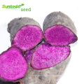 Chinese purple vegetable Yam seeds